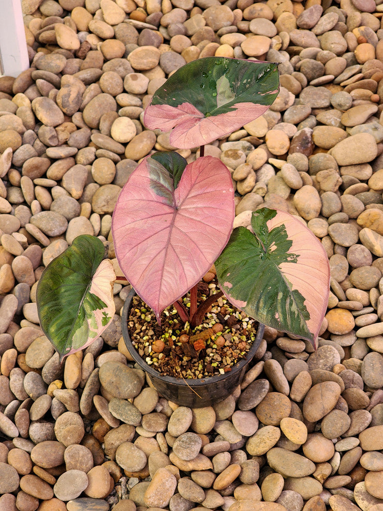 2x Alocasia serendipity variegated.（2x Alocasia serendipity
